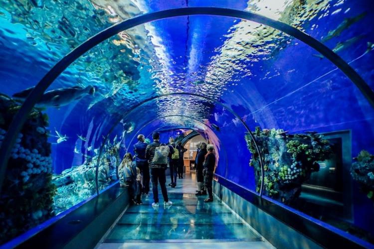 Aquarium Trip